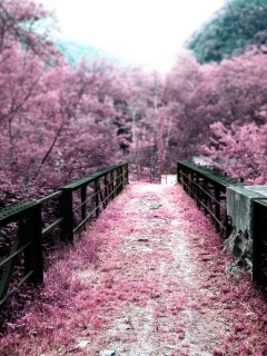 Травянистый мост обои