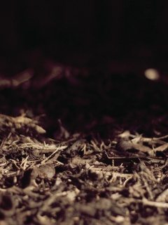 Хворост обои