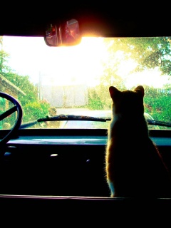 Кот навигатор обои