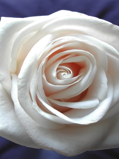 Белая роза обои