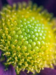 Цветок обои