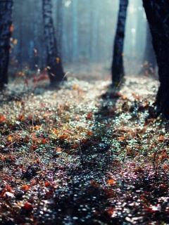 Лесная земля обои