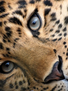 Леопард обои