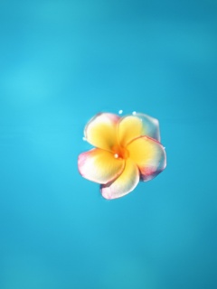 Цветок обои