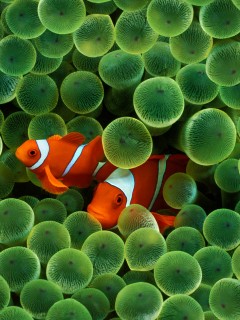 Рыбка клоун стандартные обои iPhone обои