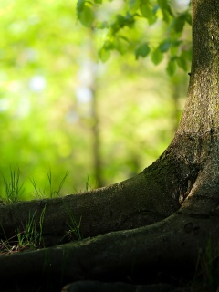 Корни дерева обои