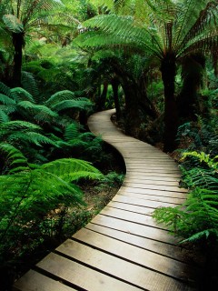 Дорожка в зарослях обои