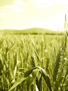 В полях обои