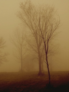 Деревья в тумане обои