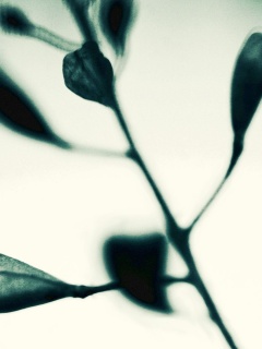 Усыхающие листья обои