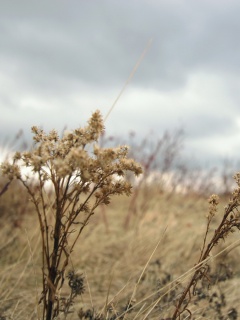 Осеннее поле обои