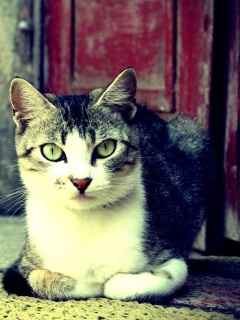 Кошечка на подстилке обои