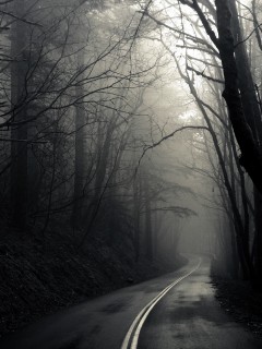 В туман обои