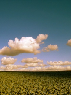 Обака над бескрайними полями обои