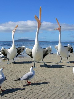 Пеликаны и чайки обои