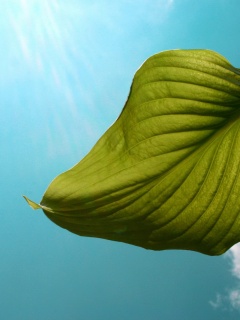 Листик тянется к солнцу обои