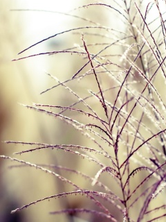 Макро фото растения обои