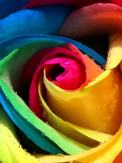 Радужная роза обои