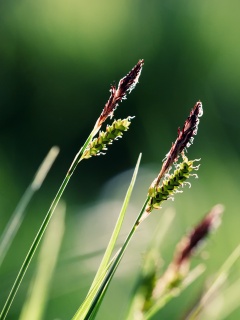 Макро фото луговой травы обои