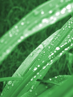 Роса на траве обои