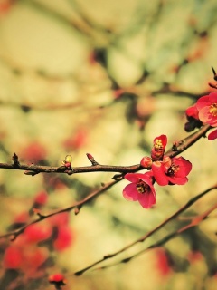 Весеннее цветение обои