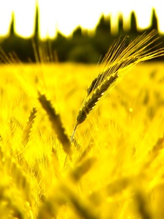Пшеничное поле обои