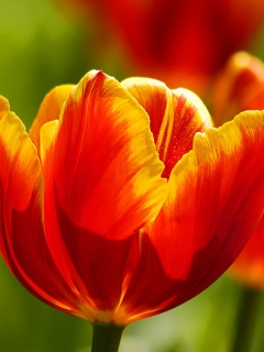 Красно-желтый тюльпан обои