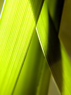 Травинки на свету обои