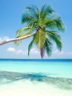 Пальма на лазурном берегу обои