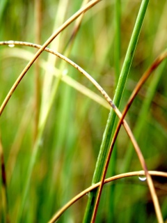 Болотная трава обои