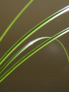 Четыре травинки обои