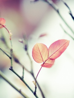 Красные листики обои