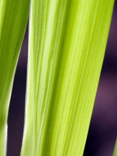 Салатоввые травинки обои