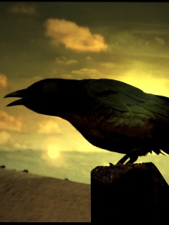 Чёрный ворон обои