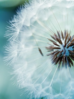 Макро фото одуванчика обои
