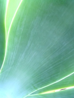 Макро фото травинки обои