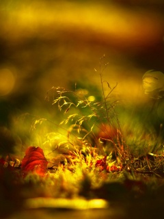 Осенняя травинка обои