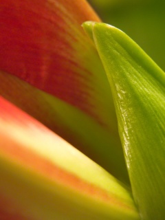 Макро фото цветка обои