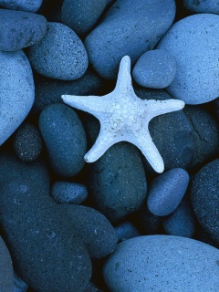 Звезда на морской гальке обои