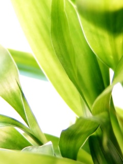 Солнечные травинки обои