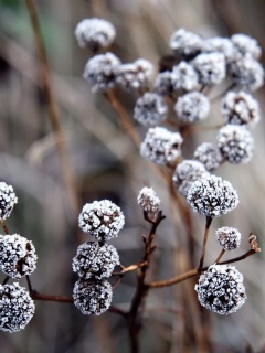 Иний на растении обои