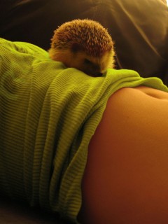 Девушка и ёжик обои