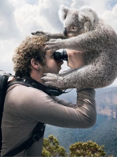 Коала ближе чем кажется обои