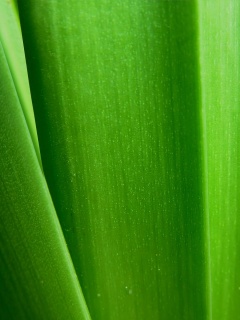 Сочная травинка обои