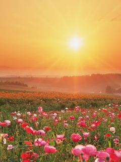 Цветущие поля обои