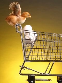 Цыплёнок покупает яйца обои