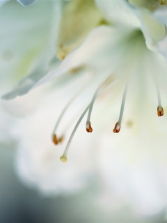 Цветок орхидеи обои