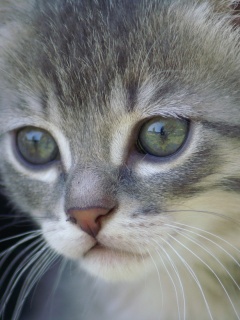 Мордочка котёнка обои