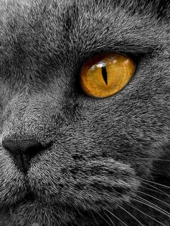Кот с оранжевыми глазами обои