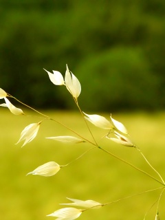 Белые полевые цветочки обои